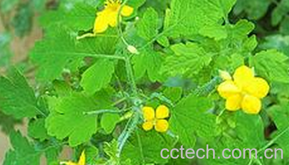 果蔬百科白屈菜的药用价值-0