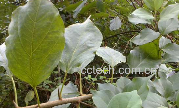 果蔬百科柘木的功效与作用-0