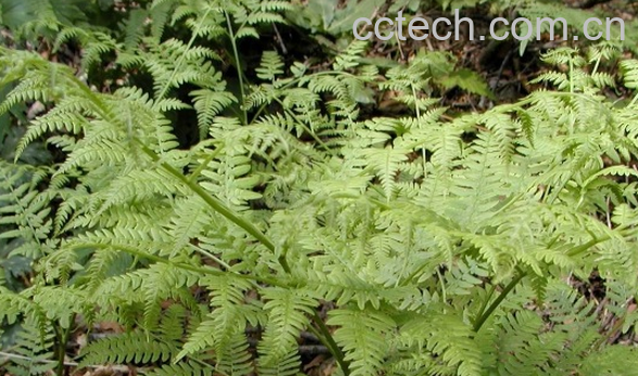 果蔬百科狼萁草的功效与作用-0