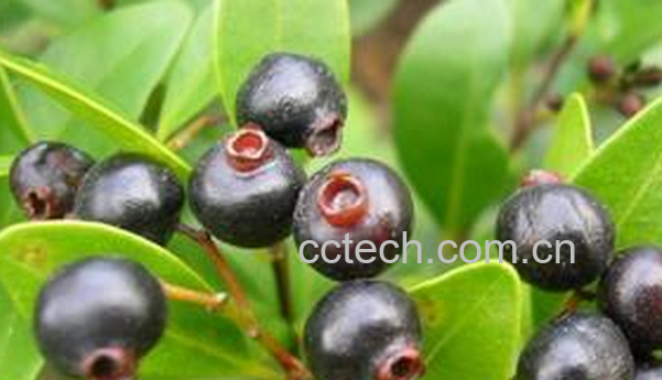 果蔬百科牛金子的功效与作用-0