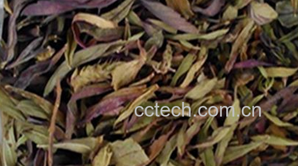 果蔬百科凤尾茶的功效与作用-0