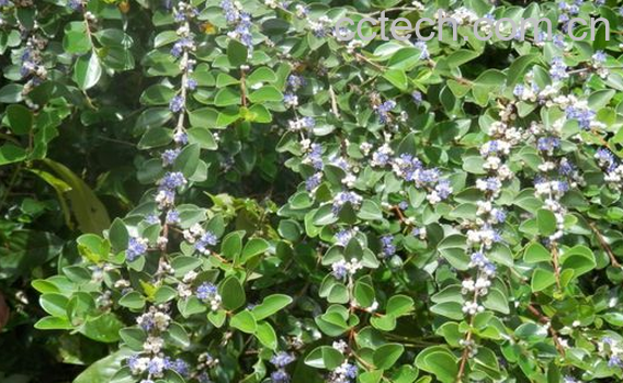 果蔬百科谷木的药用功效-0