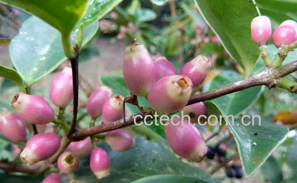 果蔬百科谷木是什么-0