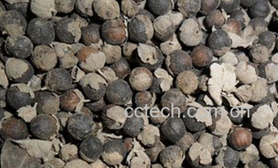 果蔬百科蔓荆子图片-0