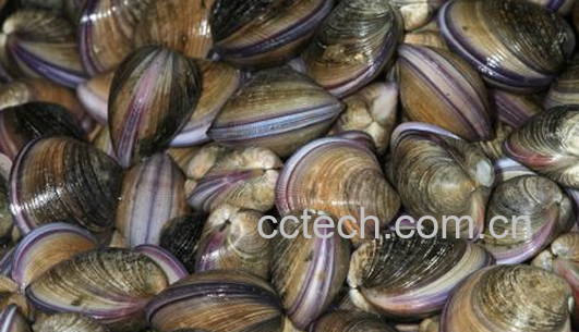 果蔬百科中药海蛤壳的功效与作用-0