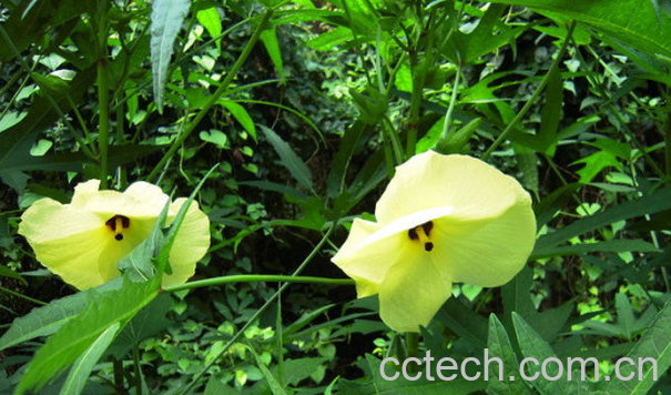 果蔬百科黄蜀葵的功效与作用-0