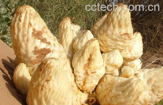 果蔬百科肉苁蓉的功效与用法-0