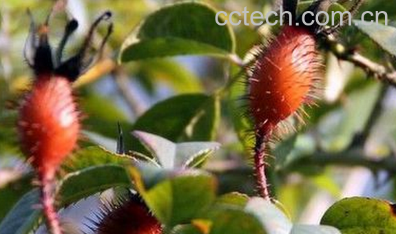 果蔬百科金樱子怎么吃-0