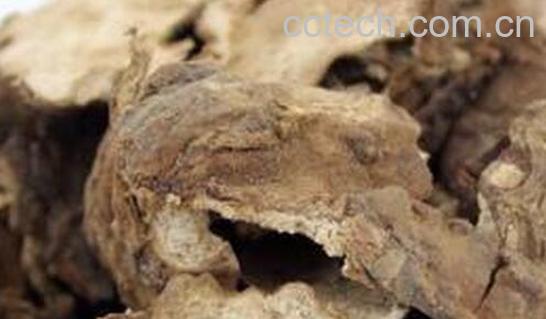 果蔬百科苓皮的功效与作用-0