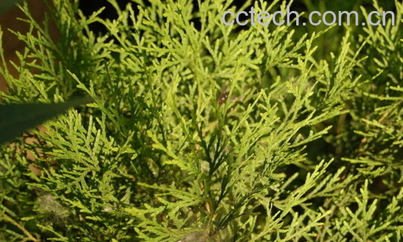 果蔬百科柏树的功效与作用-0