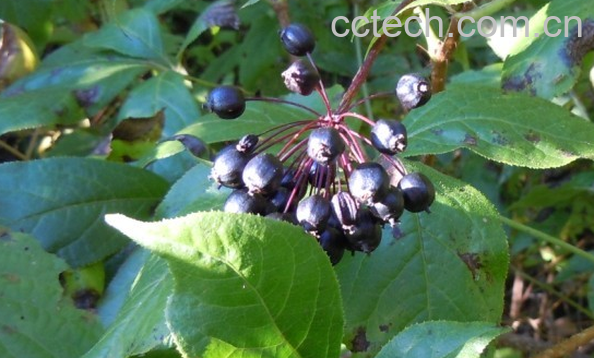 果蔬百科岩五加的功效与作用-0