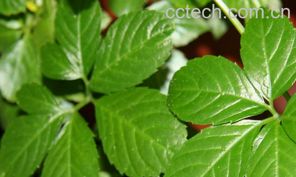 果蔬百科绞股蓝的药用价值与功效-0