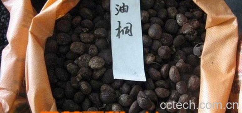 果蔬百科桐油根的功效与作用-0