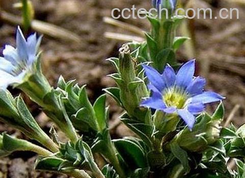 果蔬百科龙胆草的功效与作用-0