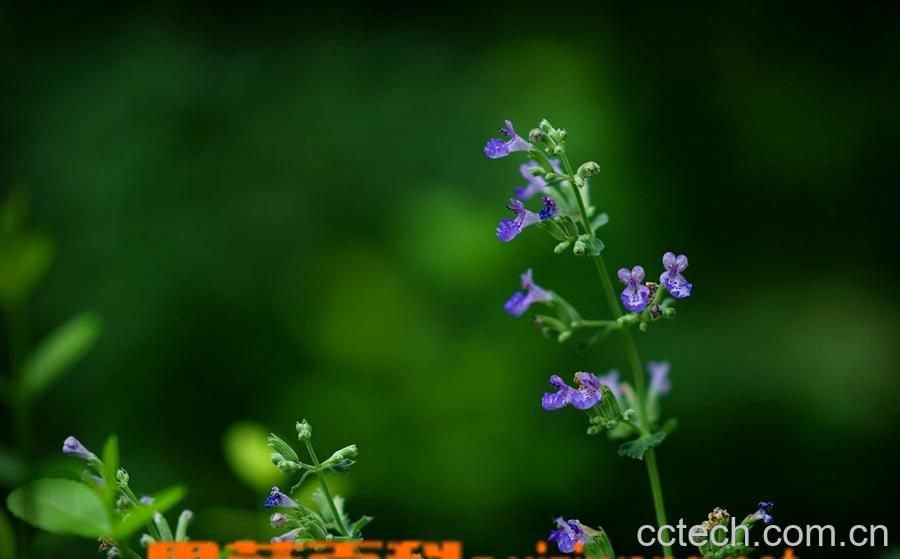 果蔬百科荆芥图片 荆芥的功效与作用-0