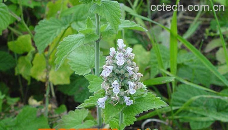 果蔬百科荆芥图片 荆芥的功效与作用-0