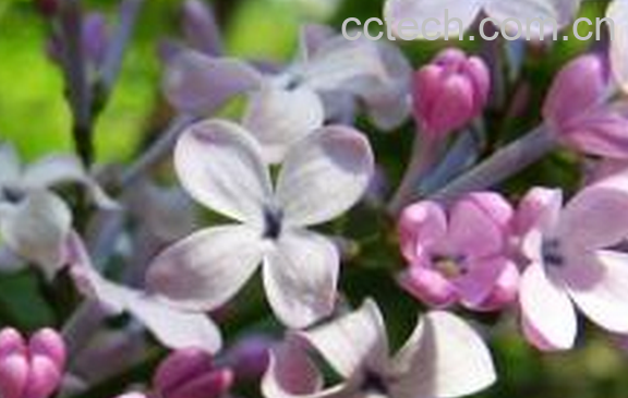 果蔬百科丁香油的功效与作用-0