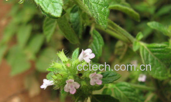 果蔬百科断血流的来源与功效-0