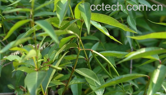 果蔬百科羊角桃的功效与作用-0