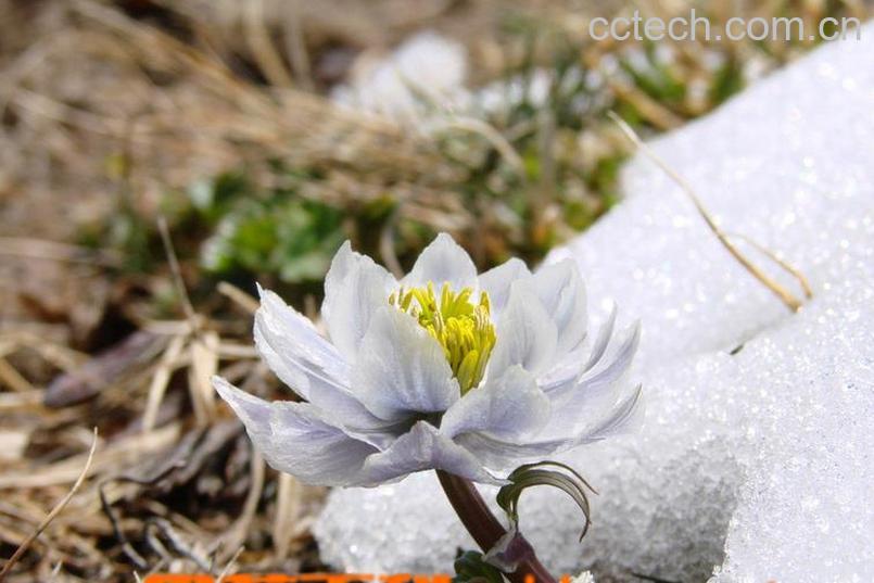 果蔬百科雪莲的营养价值及食用方法介绍-0