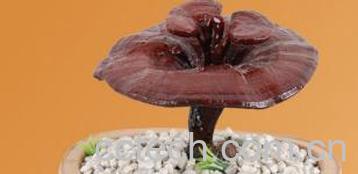 果蔬百科灵芝的功效与副作用详解-0