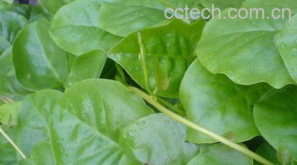 果蔬百科三七叶的功效与作用-0