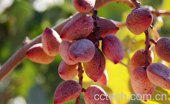 果蔬百科阿月浑子的功效与作用-0