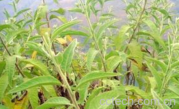 果蔬百科艾纳香根的功效与作用-0