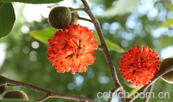 果蔬百科谷桑的功效与作用-0