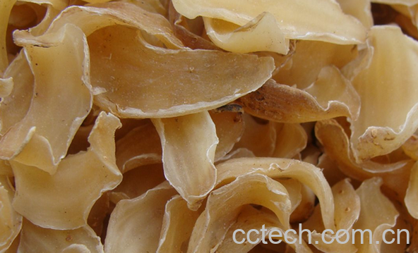 果蔬百科百合干能治什么病-0