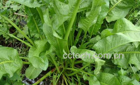 果蔬百科羊蹄暗消的功效与作用-0