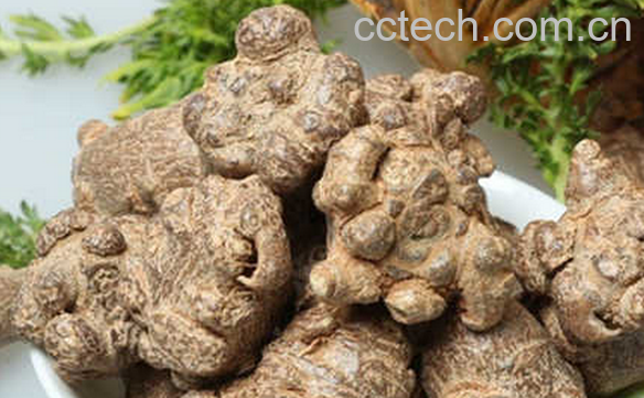 果蔬百科中国田七的功效与作用-0