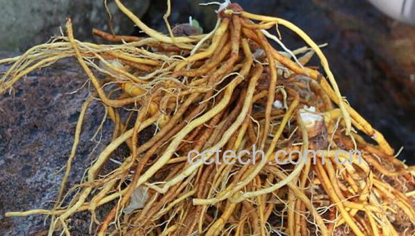 果蔬百科萱草根的功效与作用-0