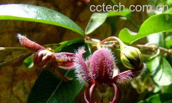 果蔬百科羊角桃的功效与作用-0