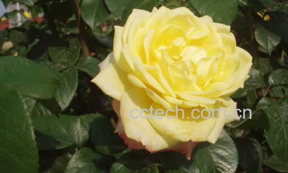 果蔬百科月季花根的功效与作用-0