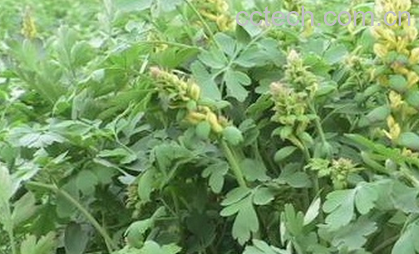 果蔬百科岩黄连的功效与作用-0