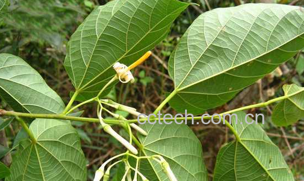 果蔬百科八角枫的功效与作用-0