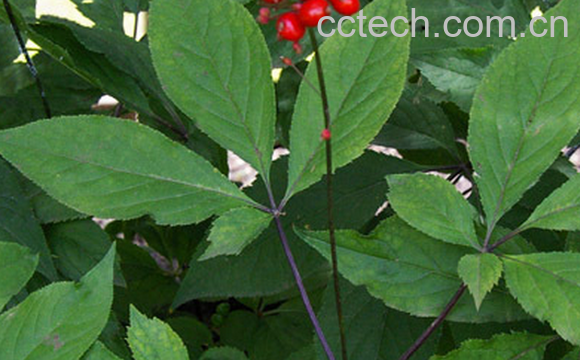 果蔬百科人参叶的药用价值与功效-0