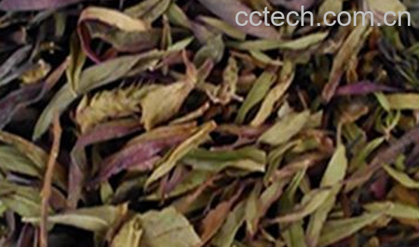 果蔬百科凤尾茶的功效与作用-0