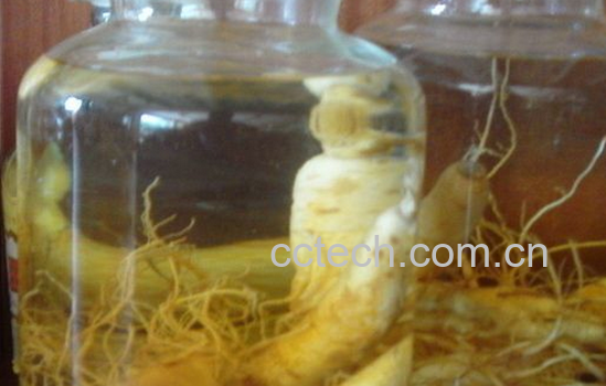 果蔬百科人参大补酒的泡法与功效-0