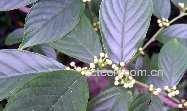 果蔬百科冻绿刺的功效与作用-0