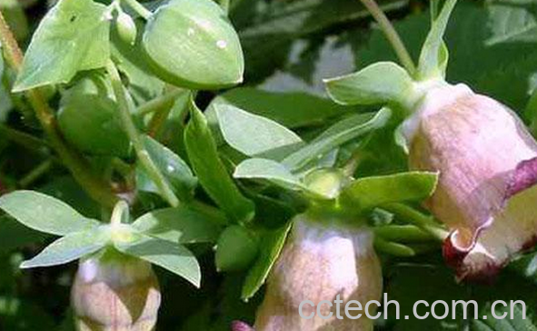 果蔬百科岩人参的功效与作用-0