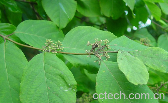 果蔬百科紫珠叶的功效与作用-0