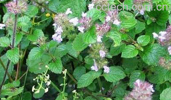 果蔬百科中药断血流的功效与作用-0