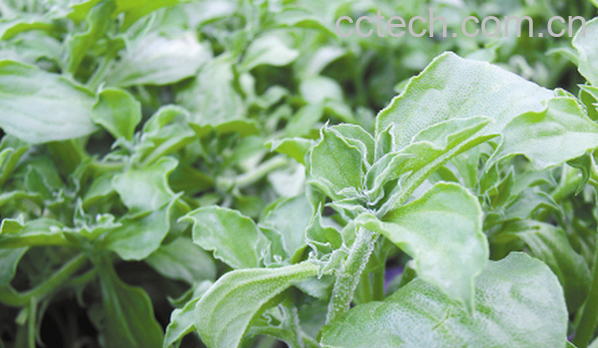 果蔬百科冰草根的功效与作用-0