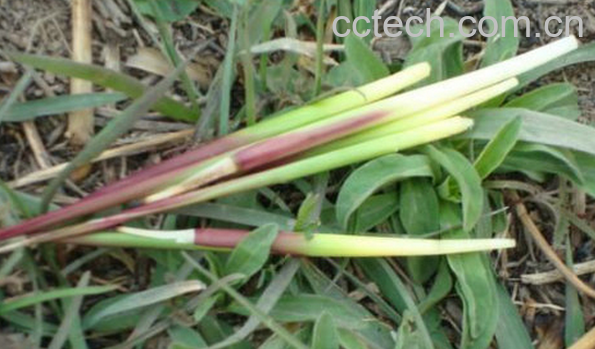 果蔬百科白茅针的功效与作用-0