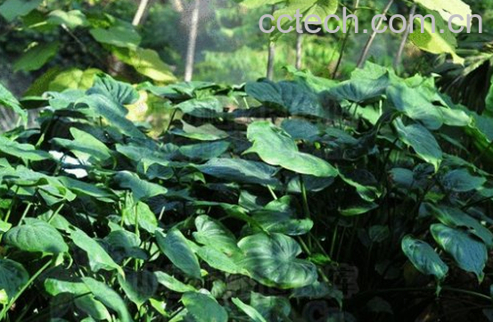 果蔬百科卜芥的功效与作用-0