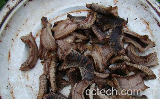 果蔬百科盐蛇干的功效与作用-0