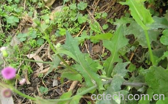 果蔬百科羊蹄实的功效与作用-0