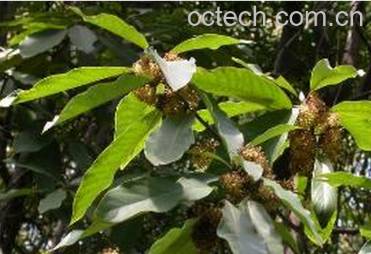 果蔬百科八角香的功效与作用-0